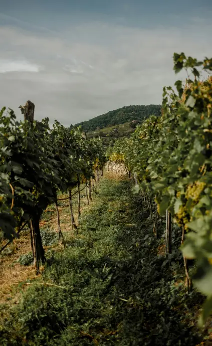 Vineyards in Napa